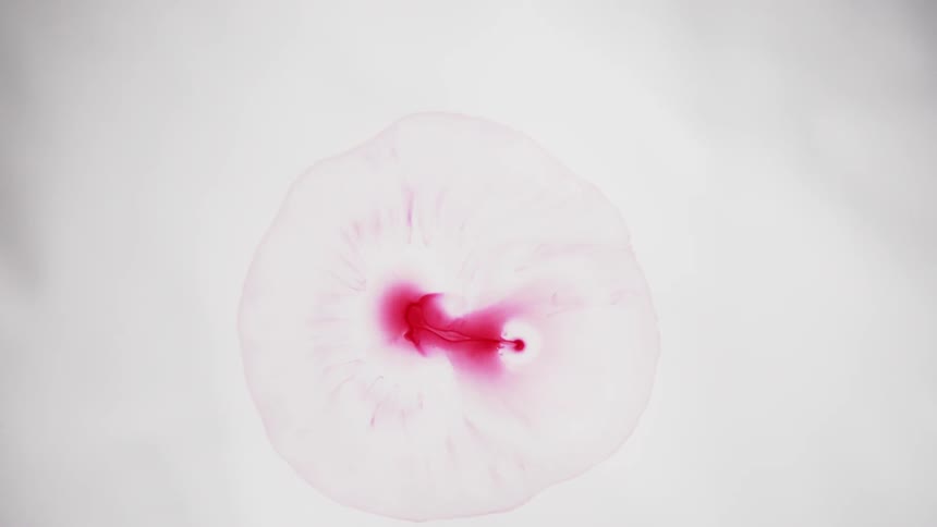 Drops of red ink in a white fluid
