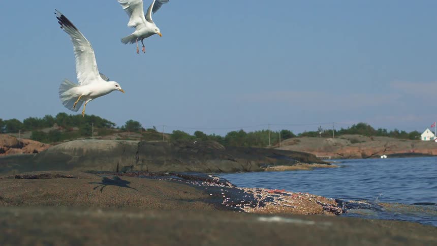 Seagulls flying in the coast with the sky and houses in the background