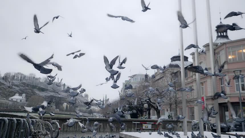 Pigeons scatter into the sky