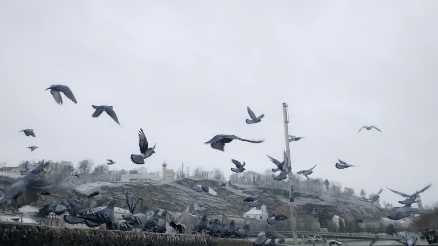 A large flock of birds fly around a waterway