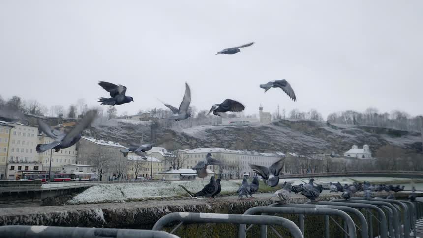 The pigeons are flocked together on the pier