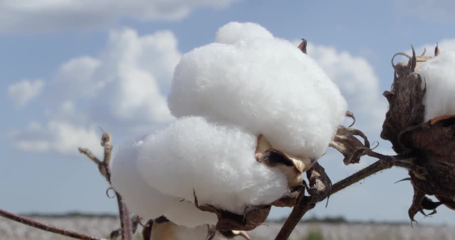 Cotton is growing on plants outdoors