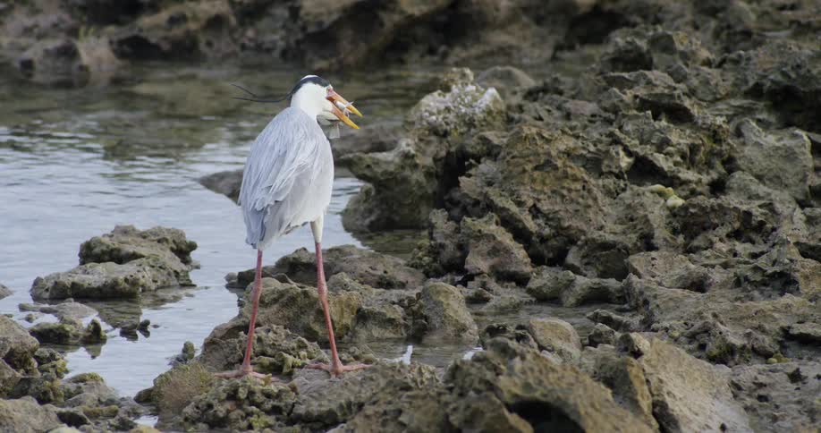 Large wading bird stands on shore between tidal pool and ocean with fish in its beak