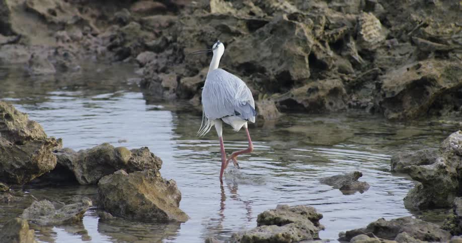 The pelican walks in the water