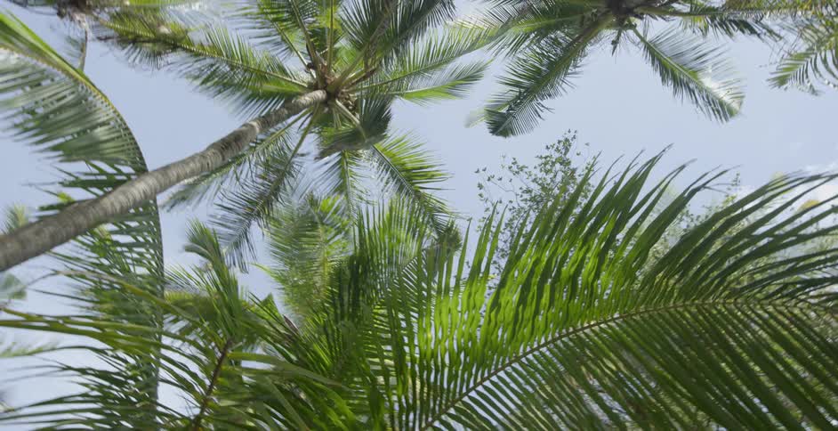 The wind blows the branches on the tall palm tree