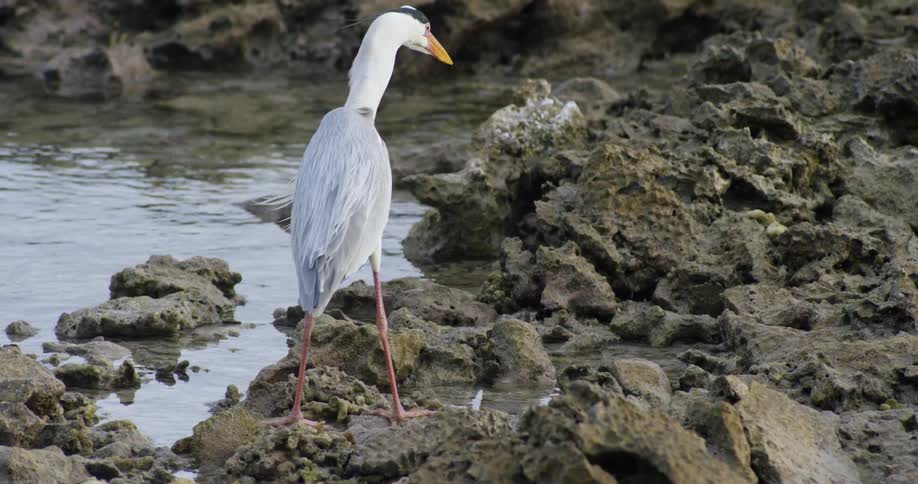Long legged white bird standing on rocks on the shoreline