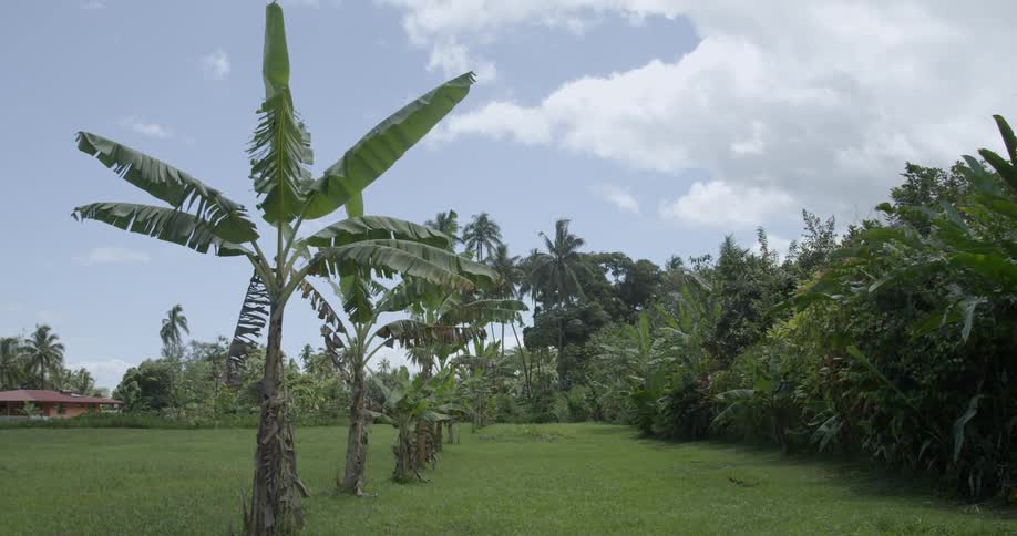 A row of palm trees at edge of lawn near wild vegetation