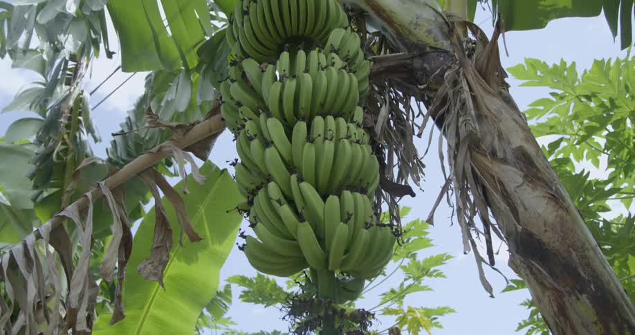 Bananas growing on a tree