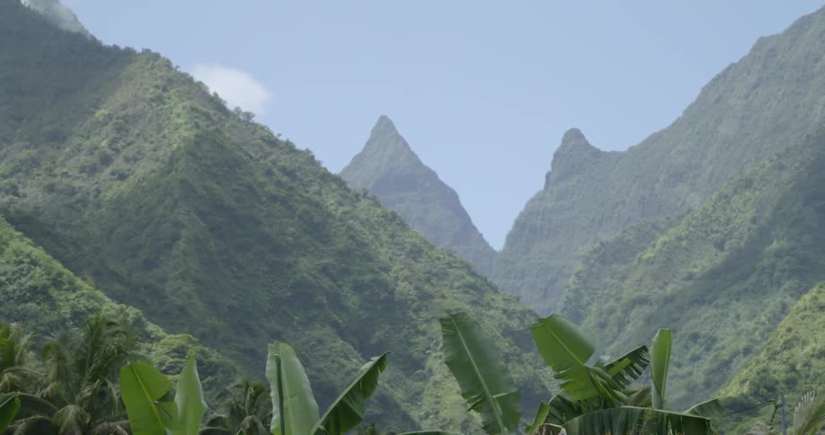 Palm fronds at base of craggy vegetation covered mountain range