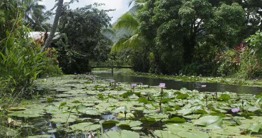 Several lily pads surrounded by trees in a pond in the rain forest