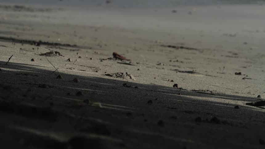 Insects are moving on the ground