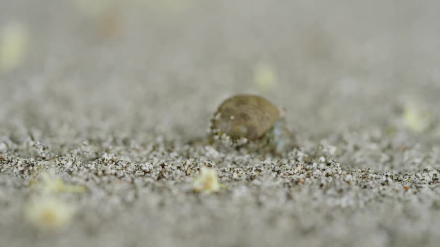 A hermit crab walks across the sand