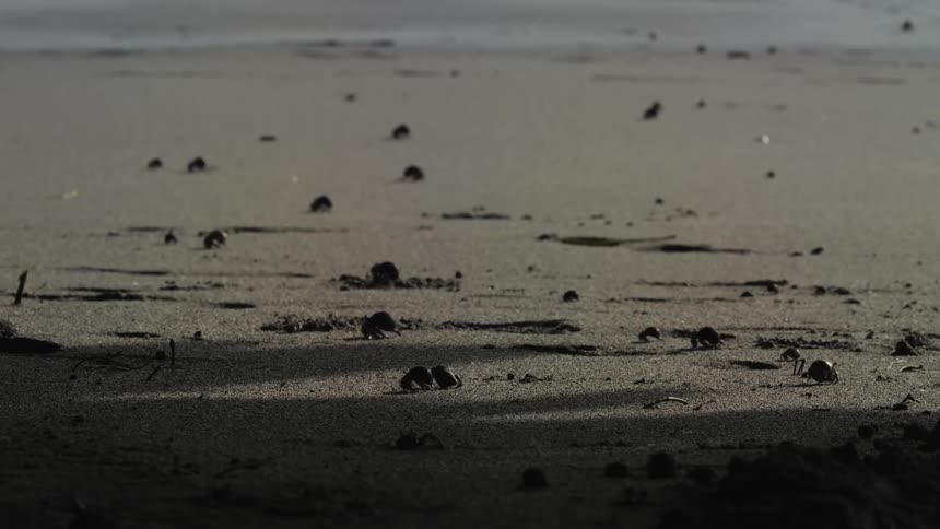 Many varied sized crabs walk to and fro on the beach