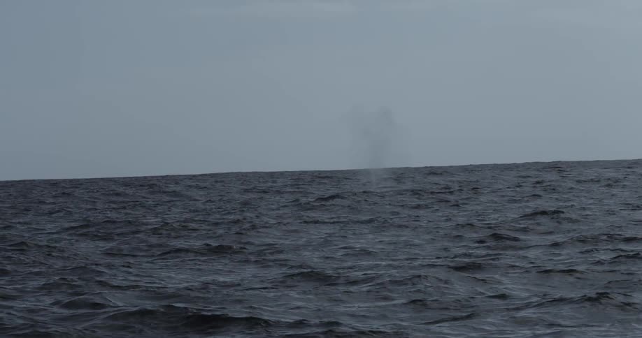 Whales breach in the background of an ocean surface covered with small choppy waves
