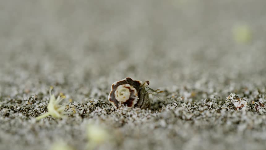 A hermit crab walks