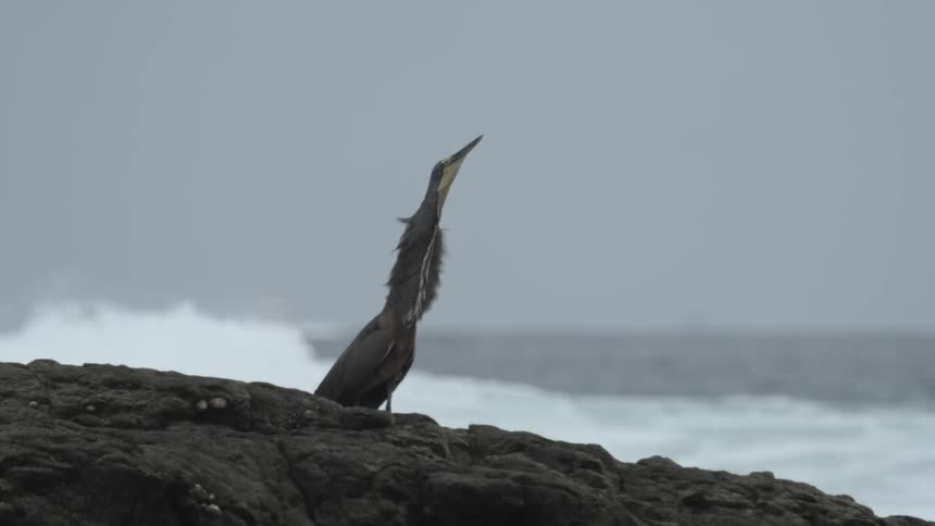 Blue grey bird stares up to the sky standing on beach