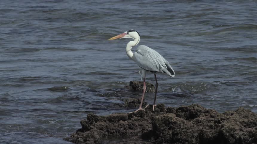 A bird standing on rocks near water