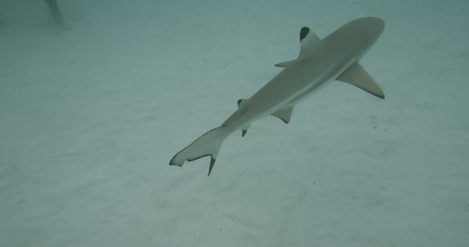 A shark is swimming in an ocean