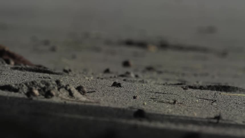 Numerous small hermit crabs scurry along the surface of a sandy beach