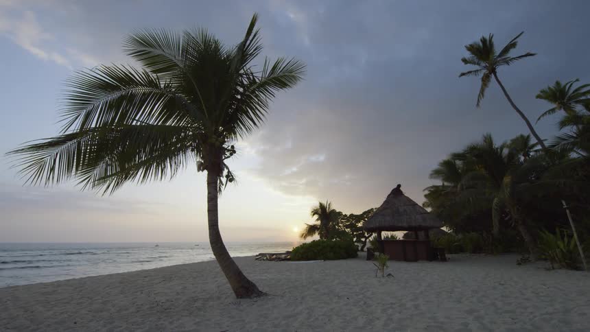 Time lapse of a palm trees swaying in the breeze at sunset