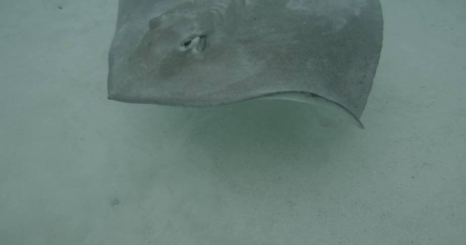 A stingray is moving in the ocean