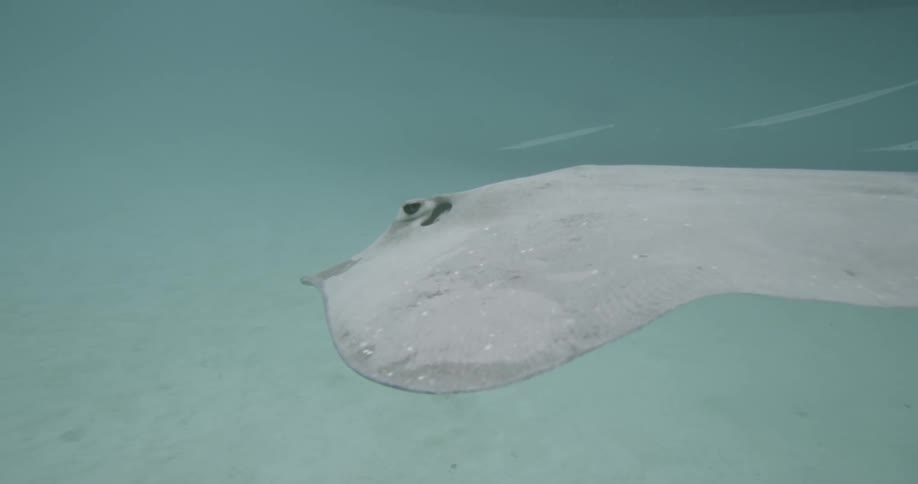 A stingray swimming in the water