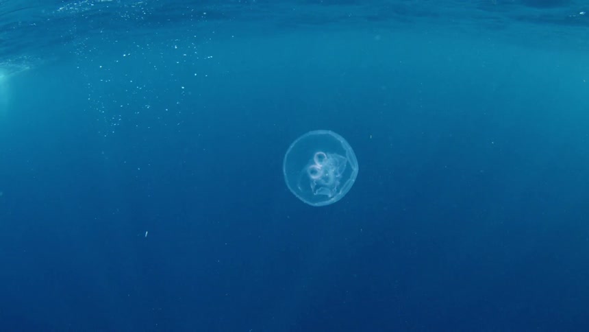 Jellyfish floats in the blue sea