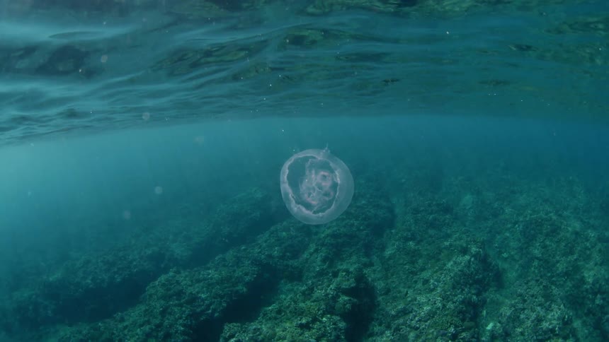 A jellyfish moves in the ocean