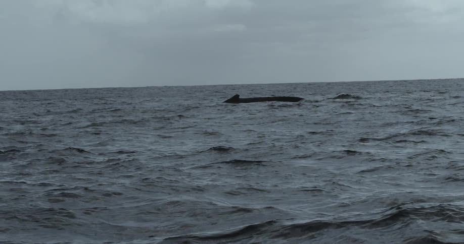 In choppy ocean waters a whale barely breaches the surface before resubmerging