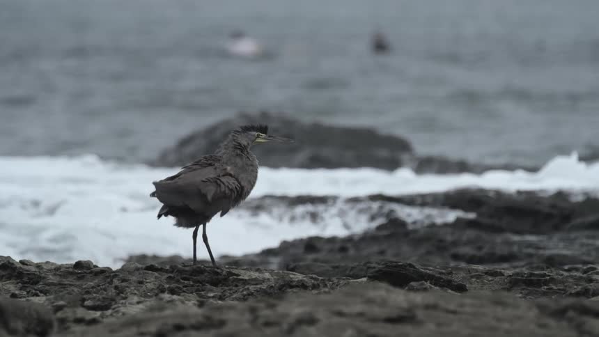 A gray bird stands on a rocky shore as waves crash nearby