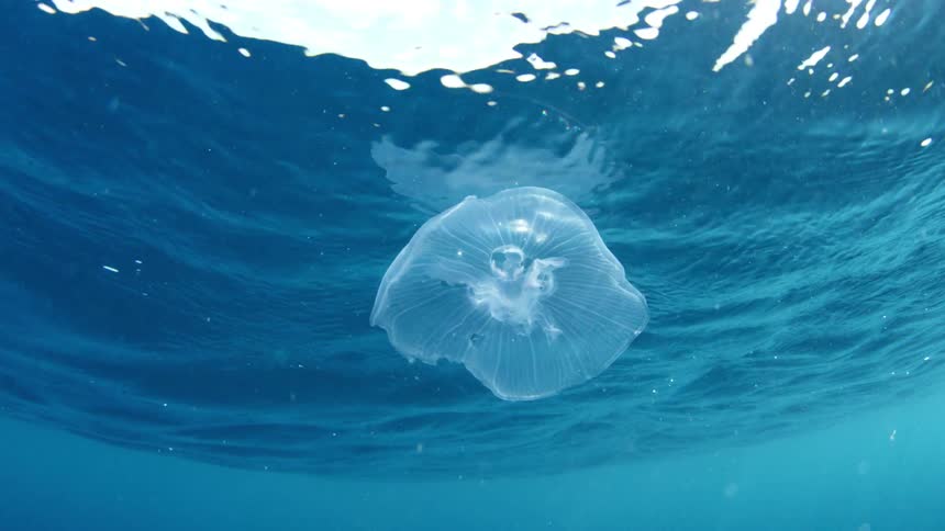 A jelly fish in the water