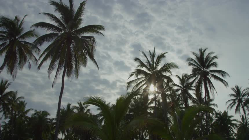 Bird lies over palm trees under a cloudy sky