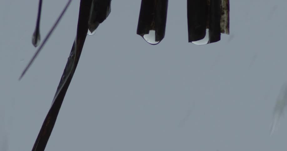 Rain drips and falls from leaves hanging down