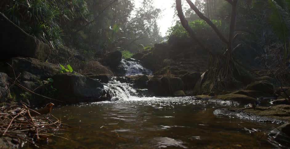 A stream of water deep within a forested area cascades down some rocks and into a larger pond