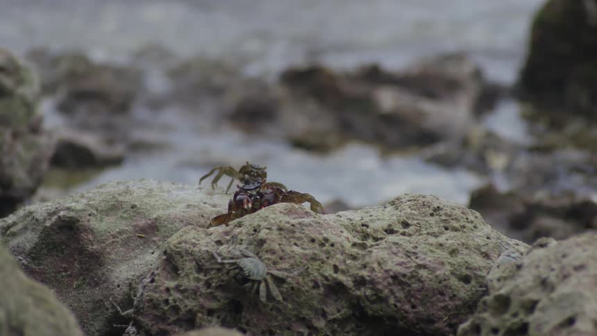 Crabs walk along rocks beside the water