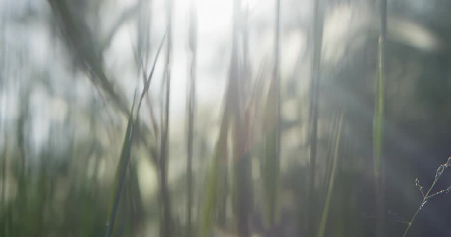 Tall weeds and grass grow in a yard