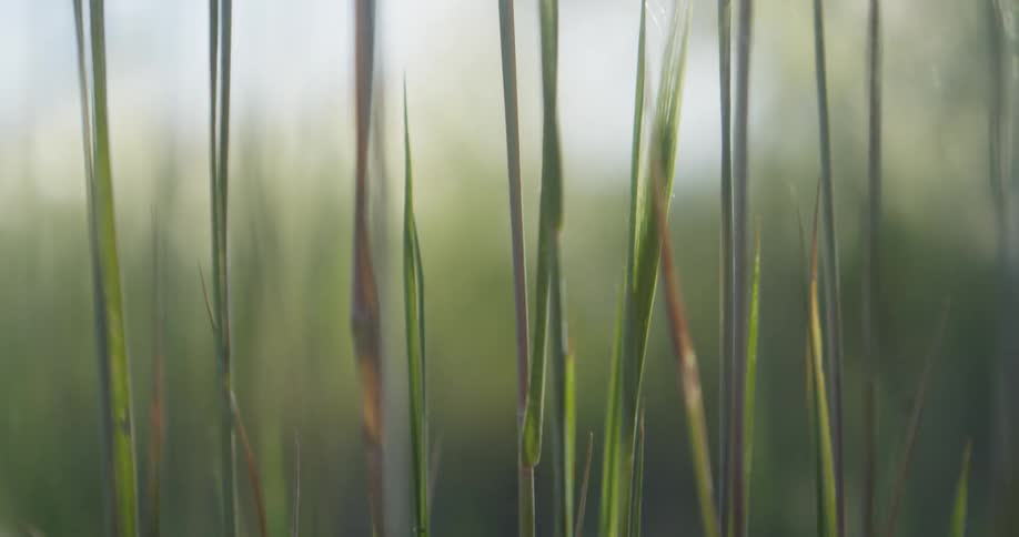 Close up view of plant stalks