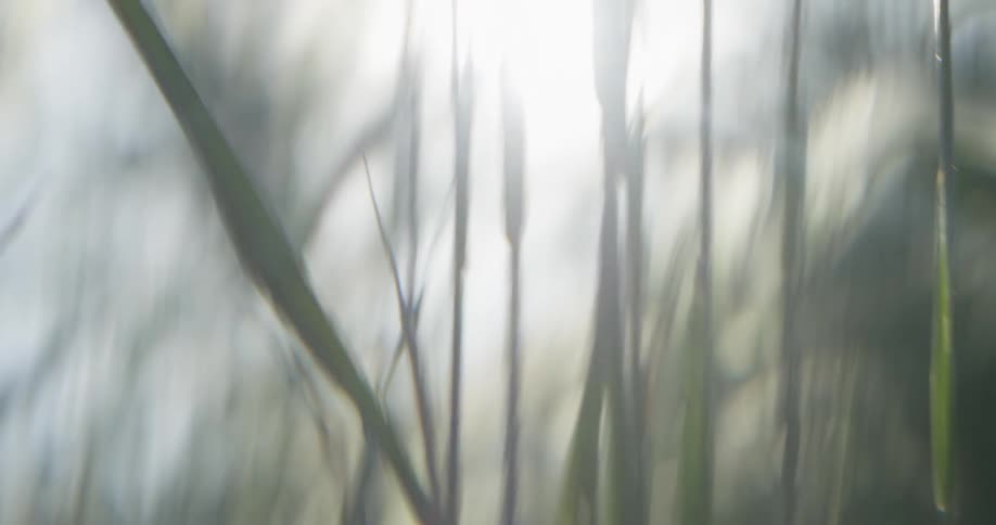 Stalks of grass on a sunny day