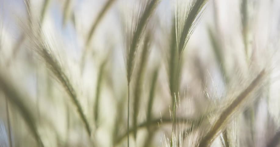 Wind blows through grass outside on a sunny day