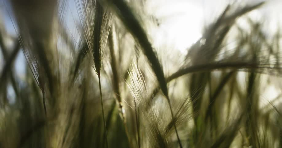 The sun behind a field of wheat