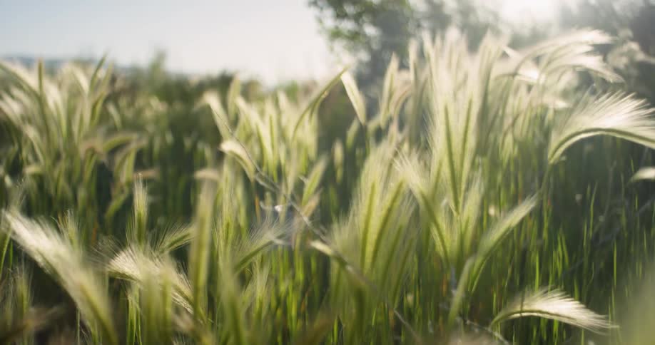Sun shines through triticale crop in the field
