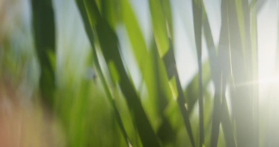 Sunlight shines in between tall blades of green grass within a field