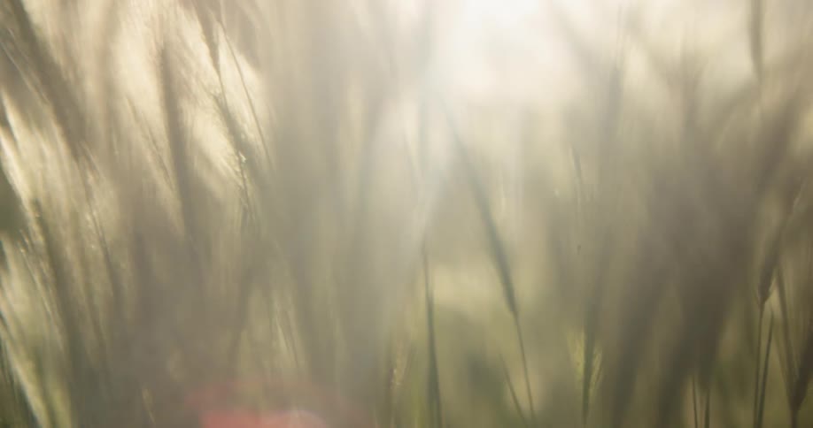Long blades of grass have sunlight peaking through
