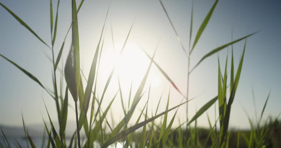 Sun shining through tall green stalks of growth near lake near sunset