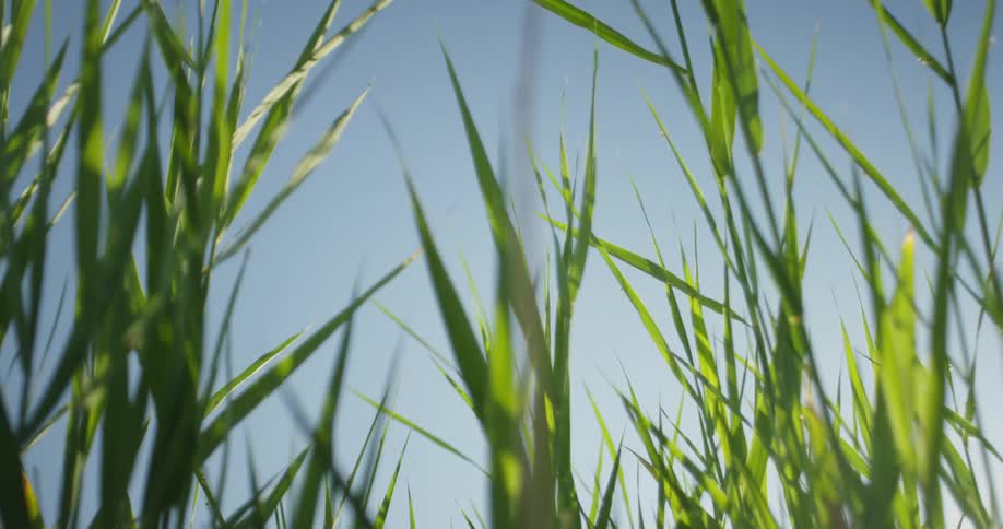 Long stalks of grass in the wind