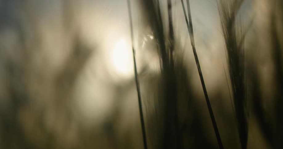 Sunlight shining through blades of grass