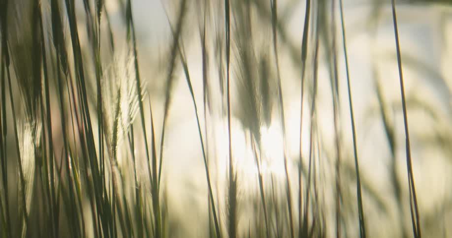 Sunlight shines through grass outside on a summer day