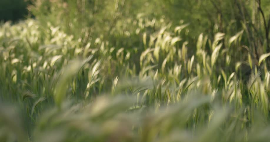 Close up crop of wheat in a field swaying in the breeze