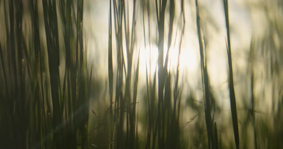 Sun shines through tall reeds