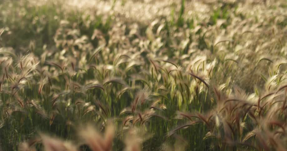 Purplish tufts of grass sway in breeze in field